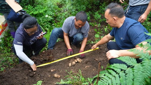 龍里 天麻豐收季 村民笑開顏