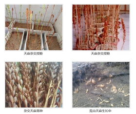天麻人工種植技術培訓 山東長程天麻項目合作 天麻種植技術