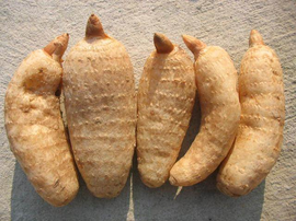略陽(yáng)天麻