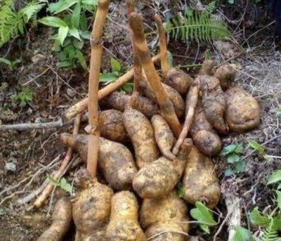 1種野生植物“珍貴”,被稱(chēng)為天麻,生長(zhǎng)在山溝里,1公斤800元!