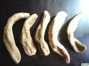 大量天麻圖片